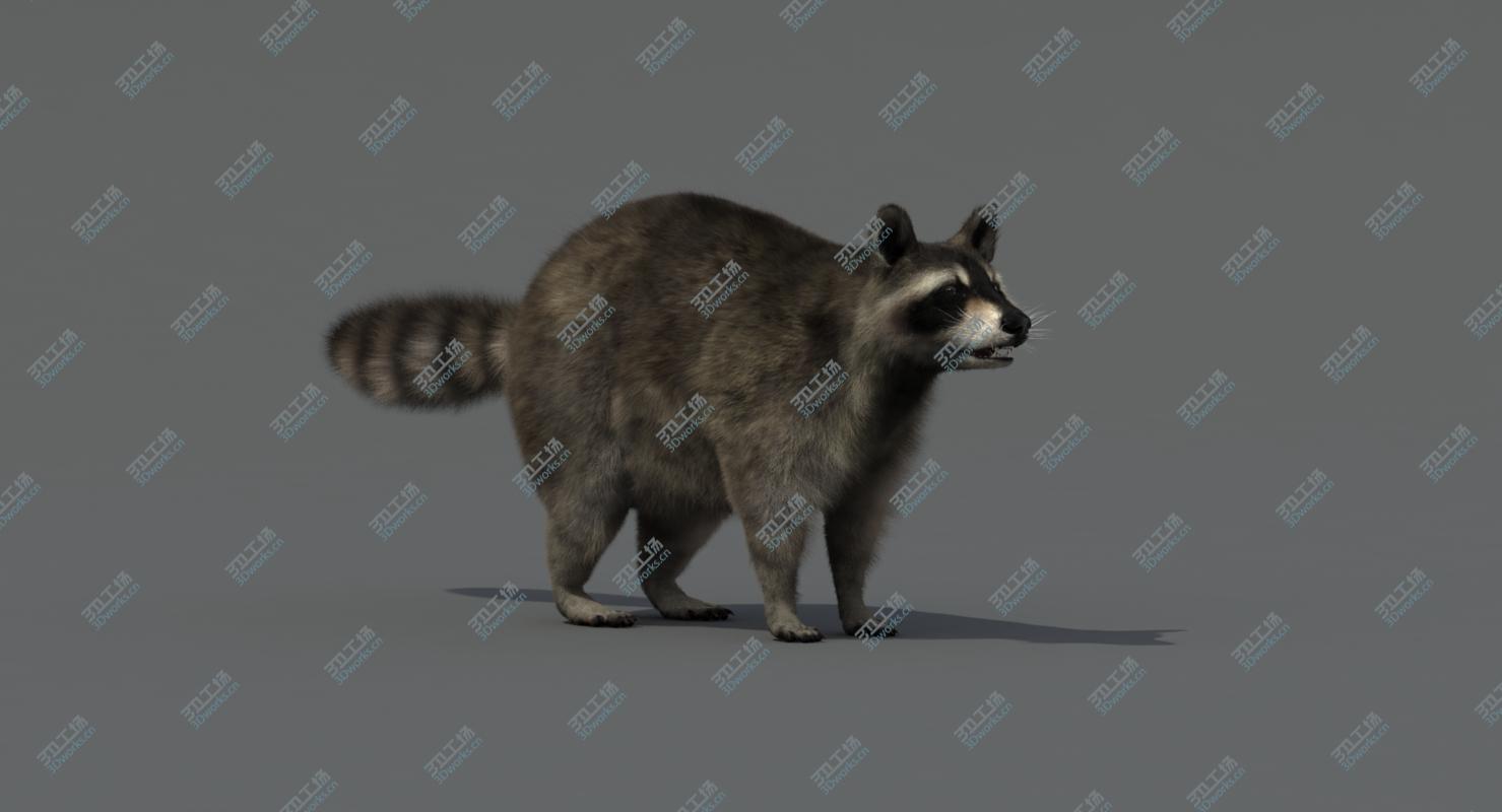 images/goods_img/2021040232/3D Raccoon Rigged/4.jpg